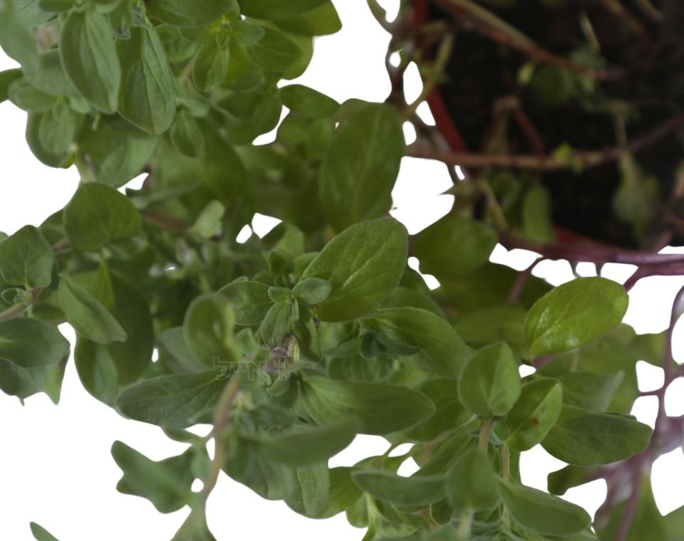 מיורם | עציץ בקוטר 12 ס״מ