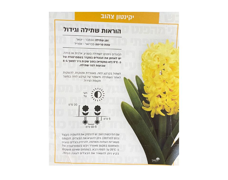 יקינטון צהוב | 3 יחידות
