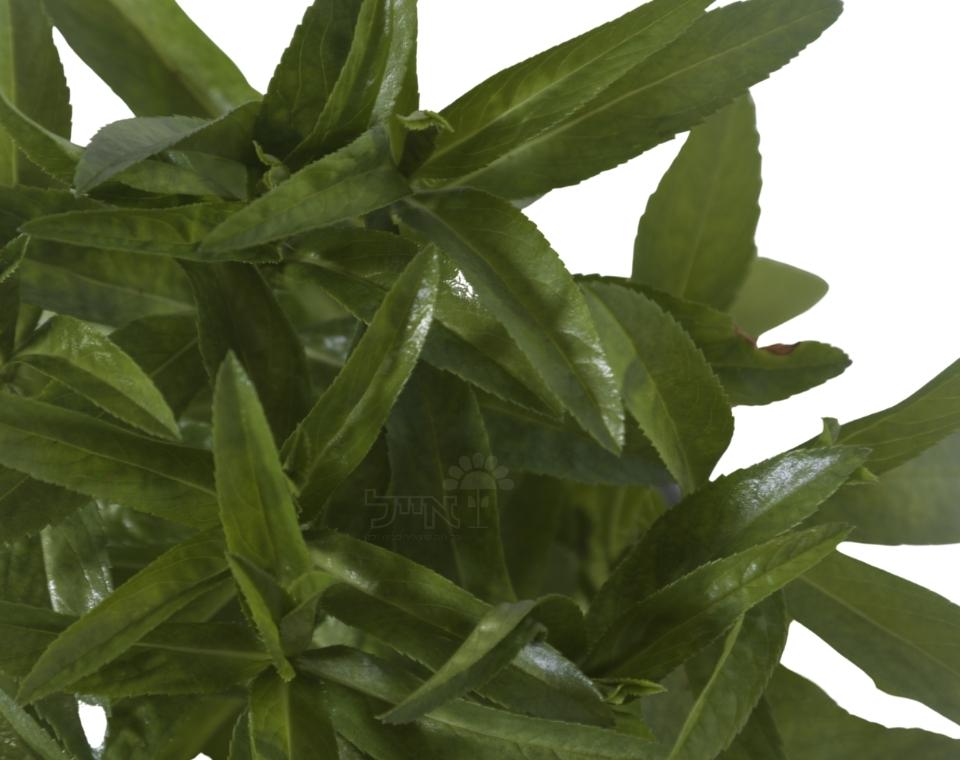 טרגון | עציץ בקוטר 12 ס״מ