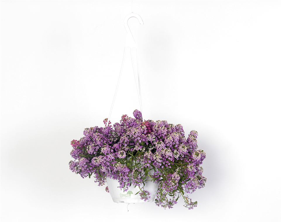 סלסלי כסף | עציץ בנפח 4 ליטר