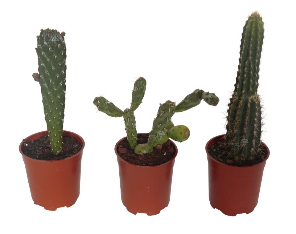 קיט 3 קקטוסים קוצניים | עציץ בקוטר 12 ס"מ