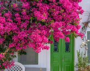 בוגנוויליה | עציץ בנפח 10 ליטר