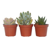 קיט 3 סקולנטים בשרניים | עציץ בקוטר 6.5 ס"מ