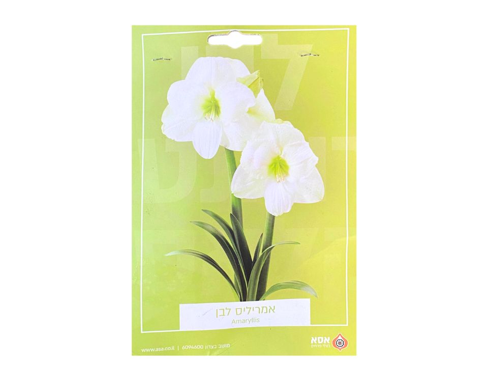 אמריליס לבן | 1 יחידה