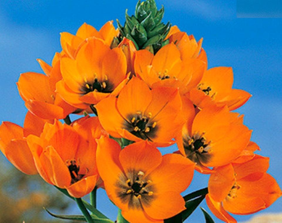 מארז פקעות  | נץ חלב דוביום | 50 פקעות