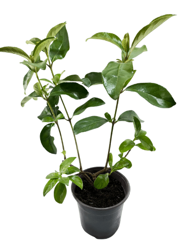 מורן מבריק | עציץ בנפח 4 ליטר