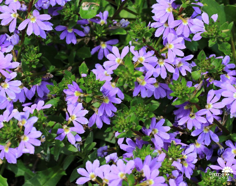 סקיבולה | עציץ בקוטר 12 ס״מ