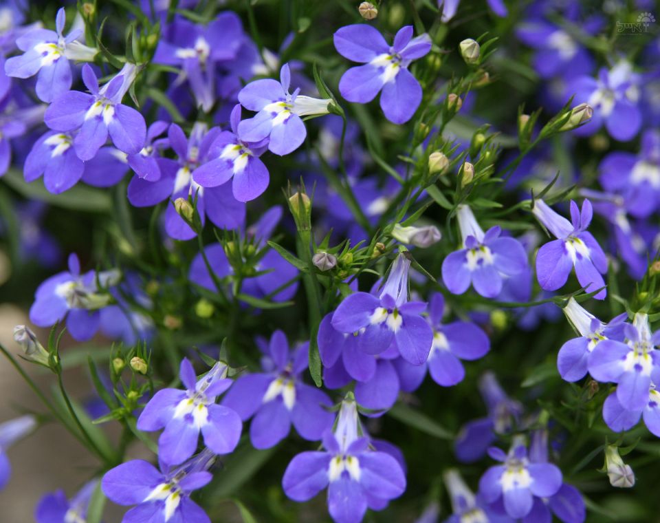 קיט 3 לובליה | עציץ בקוטר 12 ס"מ