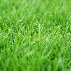 דשא מוכן - דרבן | דשא טבעי