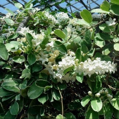 סטפנוטיס | עציץ בנפח 10 ליטר