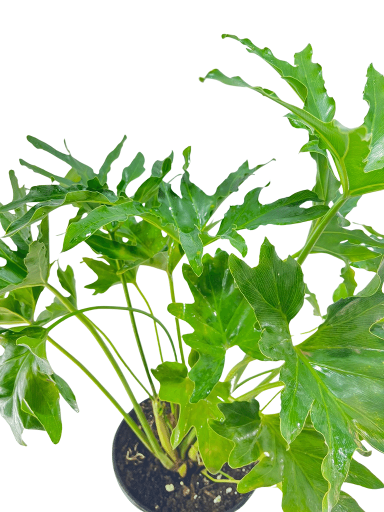 פילודנדרון ביפי | עציץ בנפח 4 ליטר