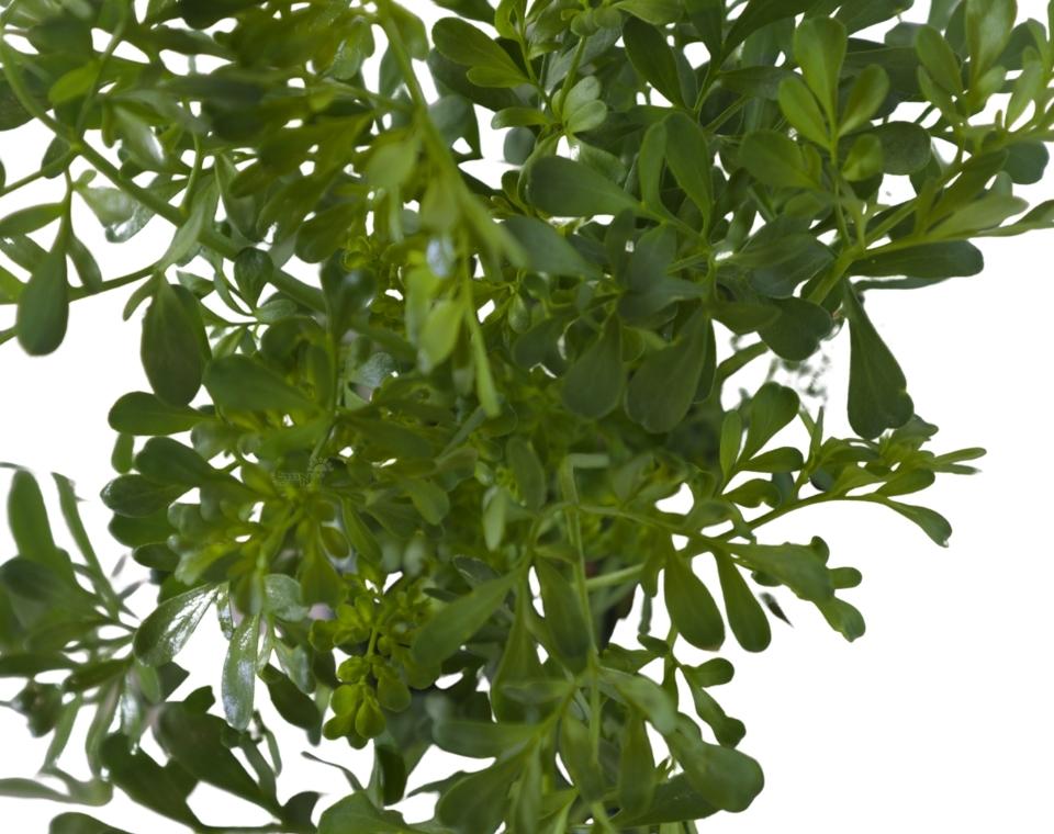 רודה / רוטה (פיגם) | בעציץ קוטר 12 ס״מ