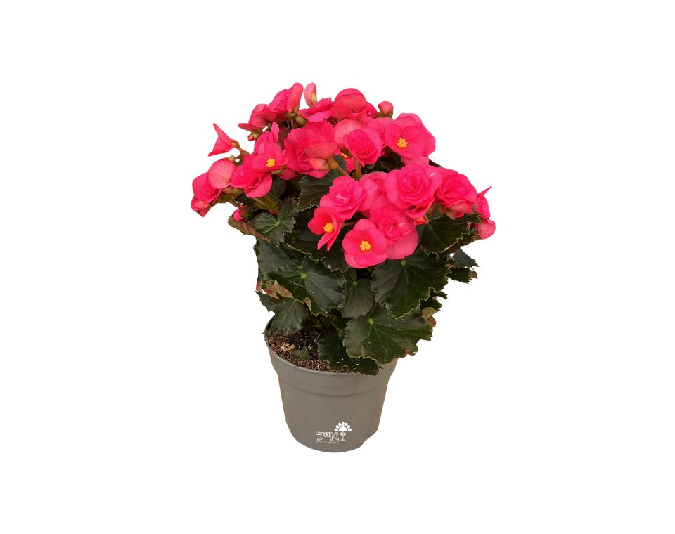 ביגוניה ורד | עציץ בקוטר 15 ס"מ