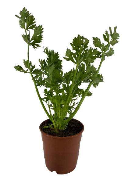 כרפס | עציץ בקוטר 12 ס״מ