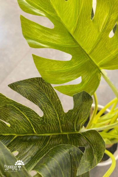 מונסטרה מלאכותית | 47 ס"מ | כד לבן