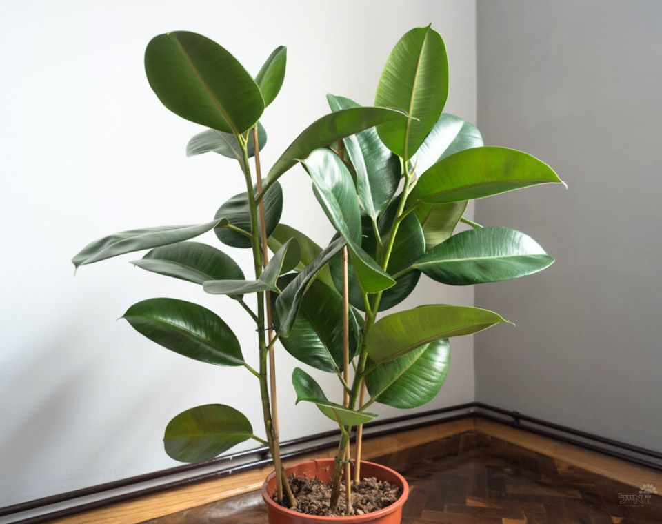 פיקוס גומי ירוק | עציץ בנפח 10 ליטר