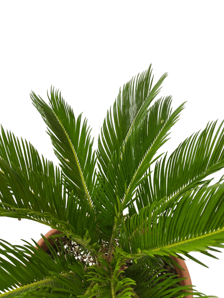 דקל ציקס | עציץ בנפח 10 ליטר