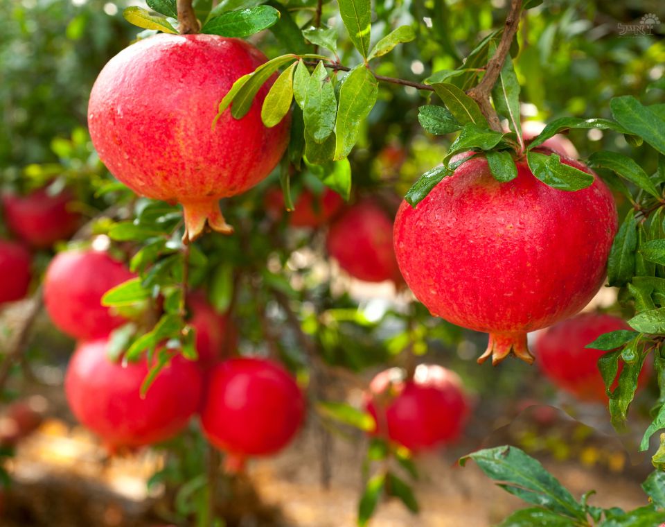 עץ רימון | עציץ בנפח 25 ליטר