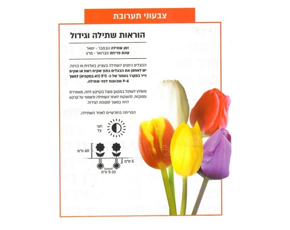 מארז פקעות | תערובת צבעוני | 6-30 יחידות