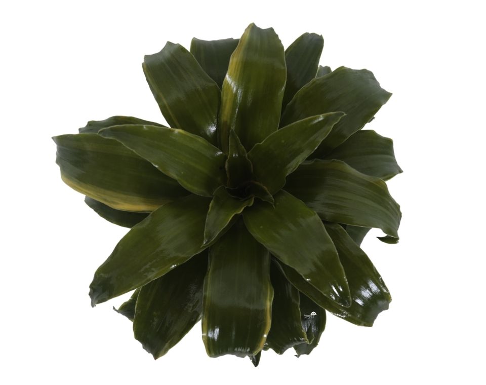 דרצנה קומפקטה | עציץ בקוטר 12 ס"מ