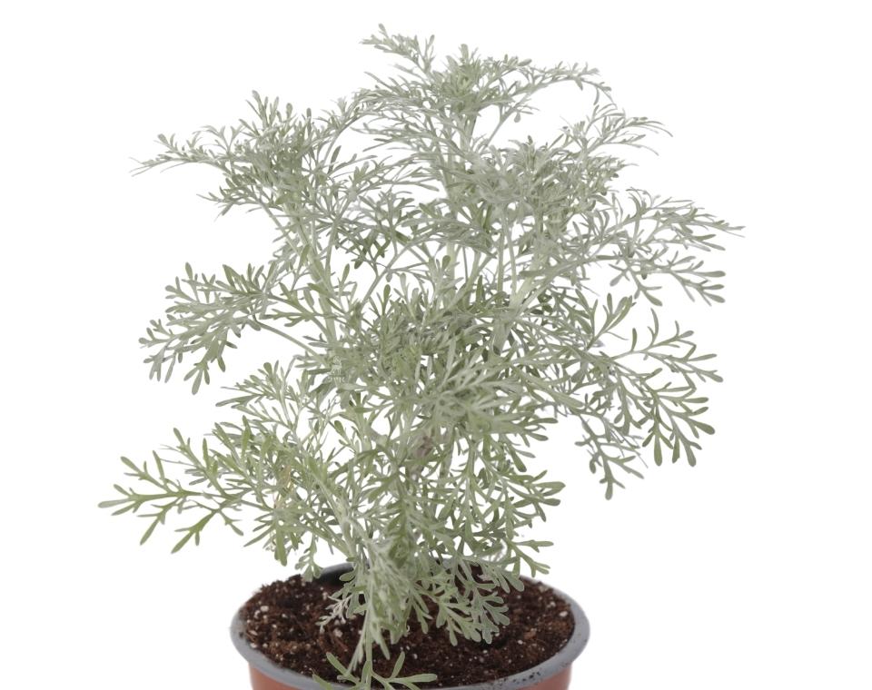 שיבא (לענה שיחית) | בעציץ קוטר 12 ס״מ