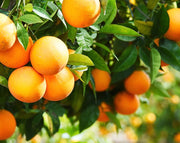 עץ תפוז-שמוטי | עציץ בנפח 25 ליטר