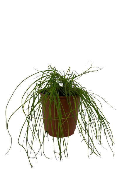 עירית | עציץ בקוטר 12 ס״מ