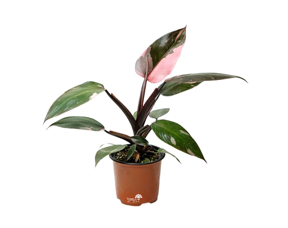 פילודנדרון פינק פרינסס | עציץ בנפח 6 ליטר