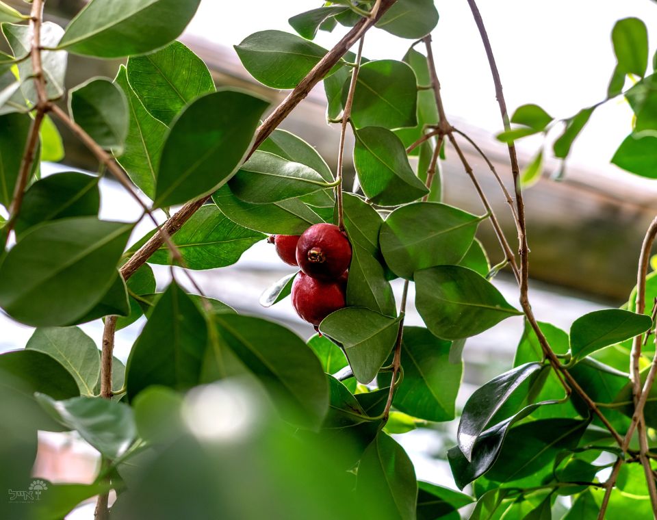 עץ גויאבה תותית | עציץ בנפח 25 ליטר
