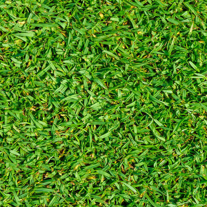 דשא מוכן - קיקויו (קוקויה) | דשא טבעי