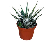 הוורטיה זברה | עציץ בקוטר 12 ס"מ