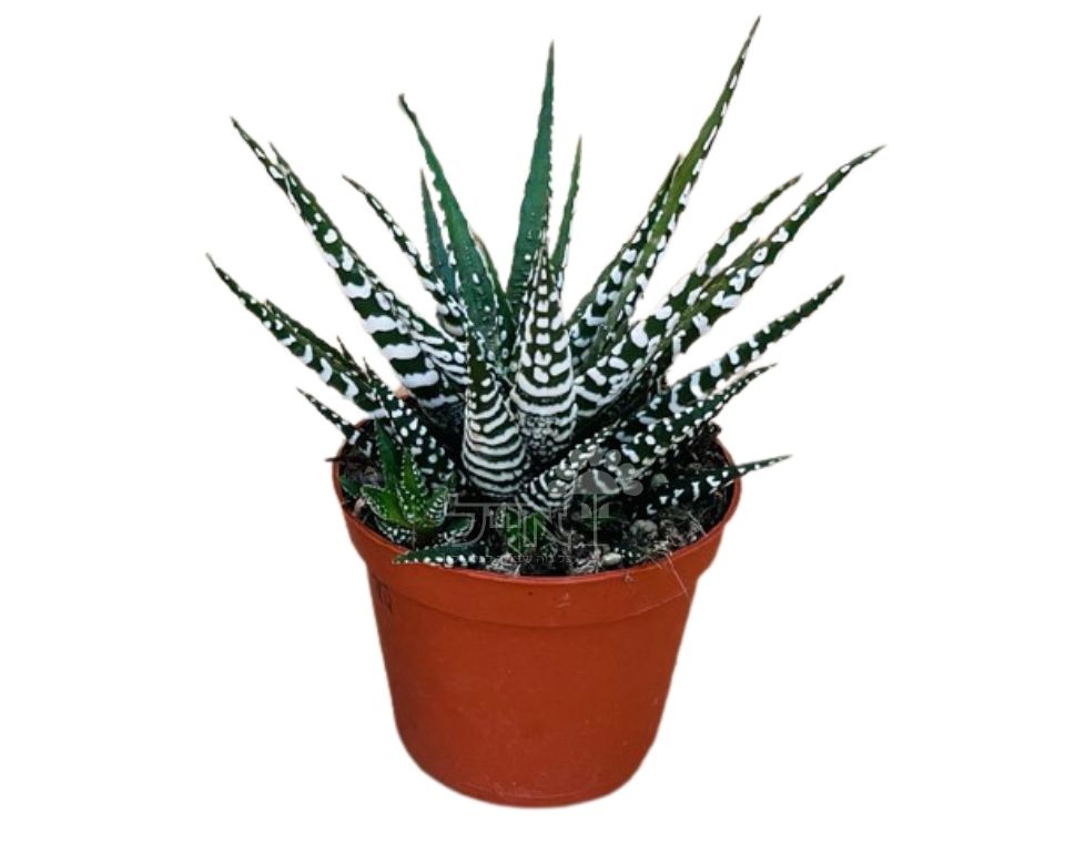 הוורטיה זברה | עציץ בקוטר 12 ס"מ