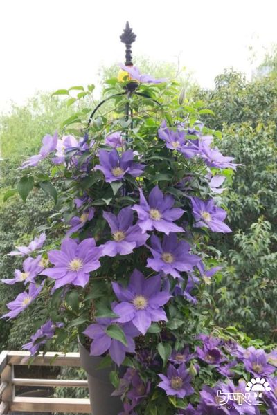 זוג מתקני הדליה לתמיכת צמחים | 100 + 80 | דגם 003 | שחור