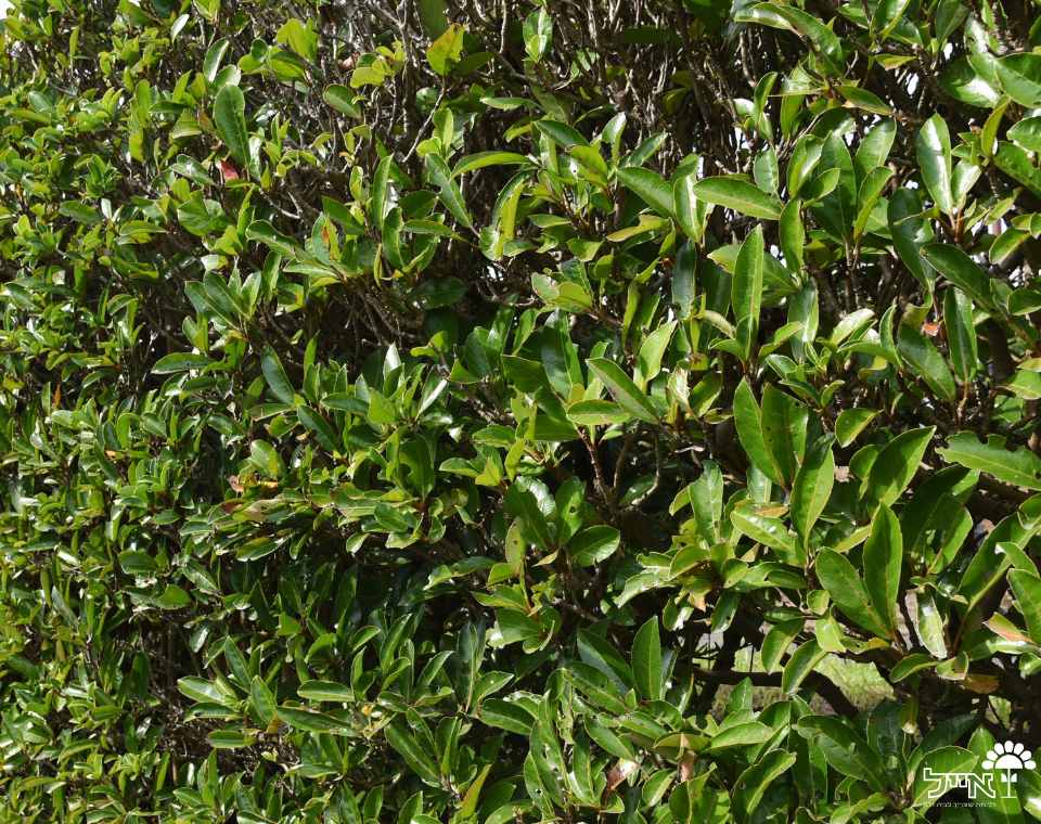 מורן מבריק | עציץ בנפח 25 ליטר