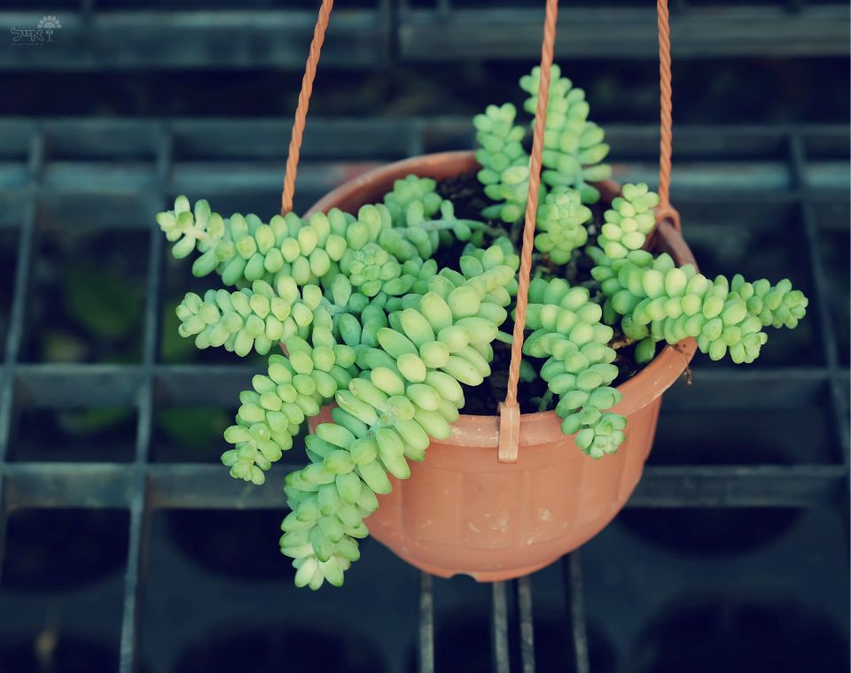 צורית | עציץ בנפח 4 ליטר