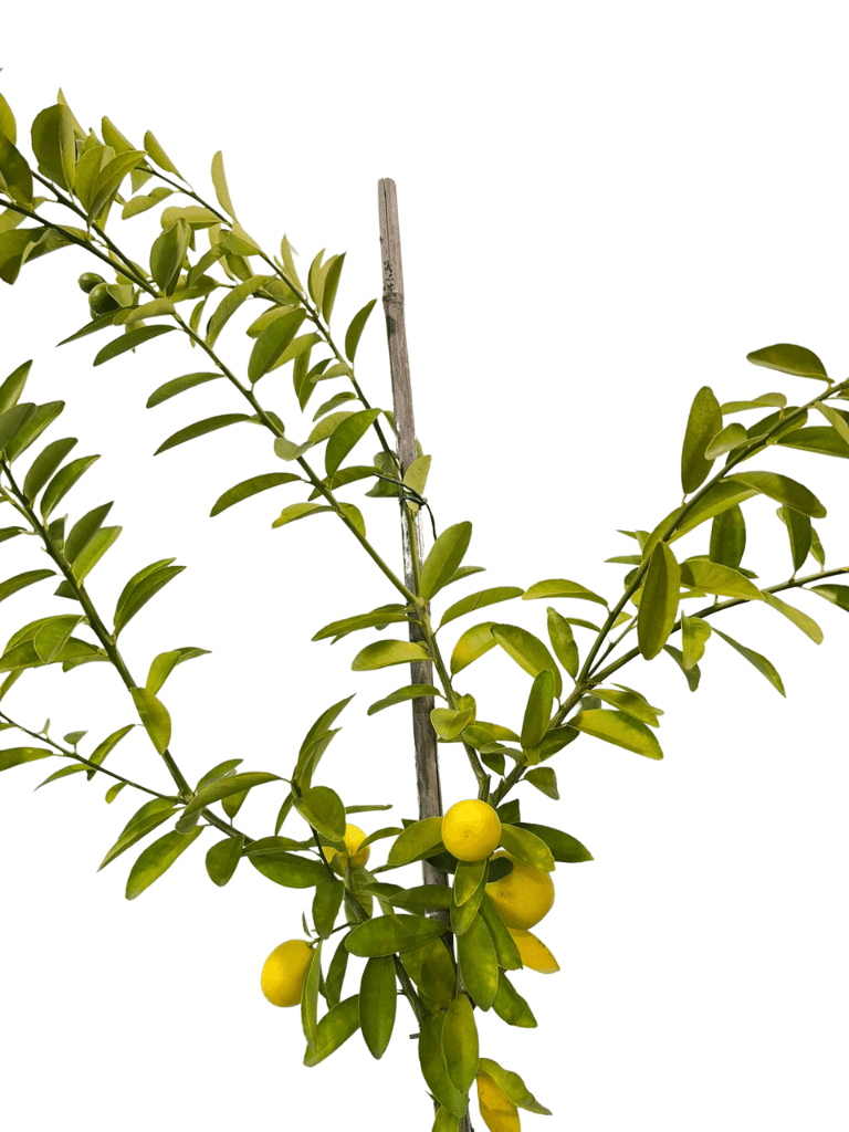 לימון סיני (לימקוואט) | עציץ בנפח 25 ליטר