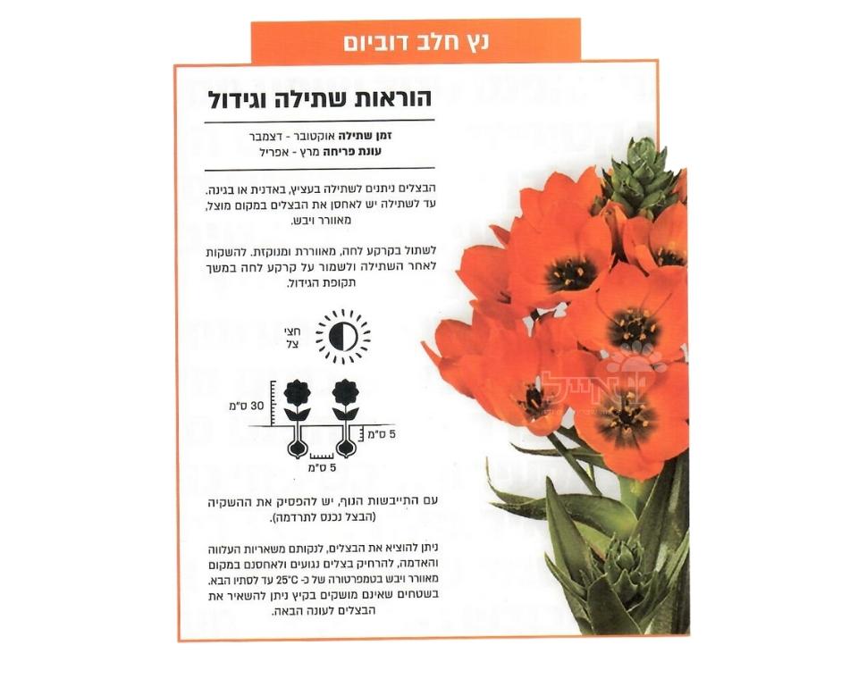 נץ חלב דוביום | 10 יחידות