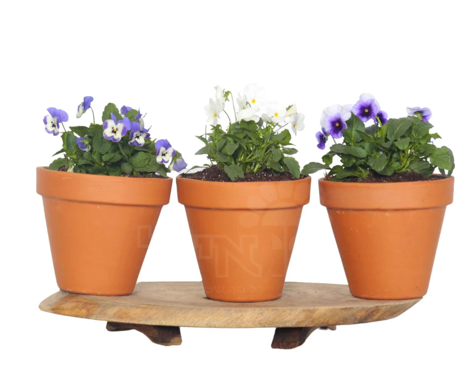 מארז מתנה | 3 שתילי פרחים | בכלי חרס טרקטורה