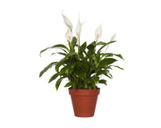 ספטיפיליום | עציץ בנפח 10 ליטר