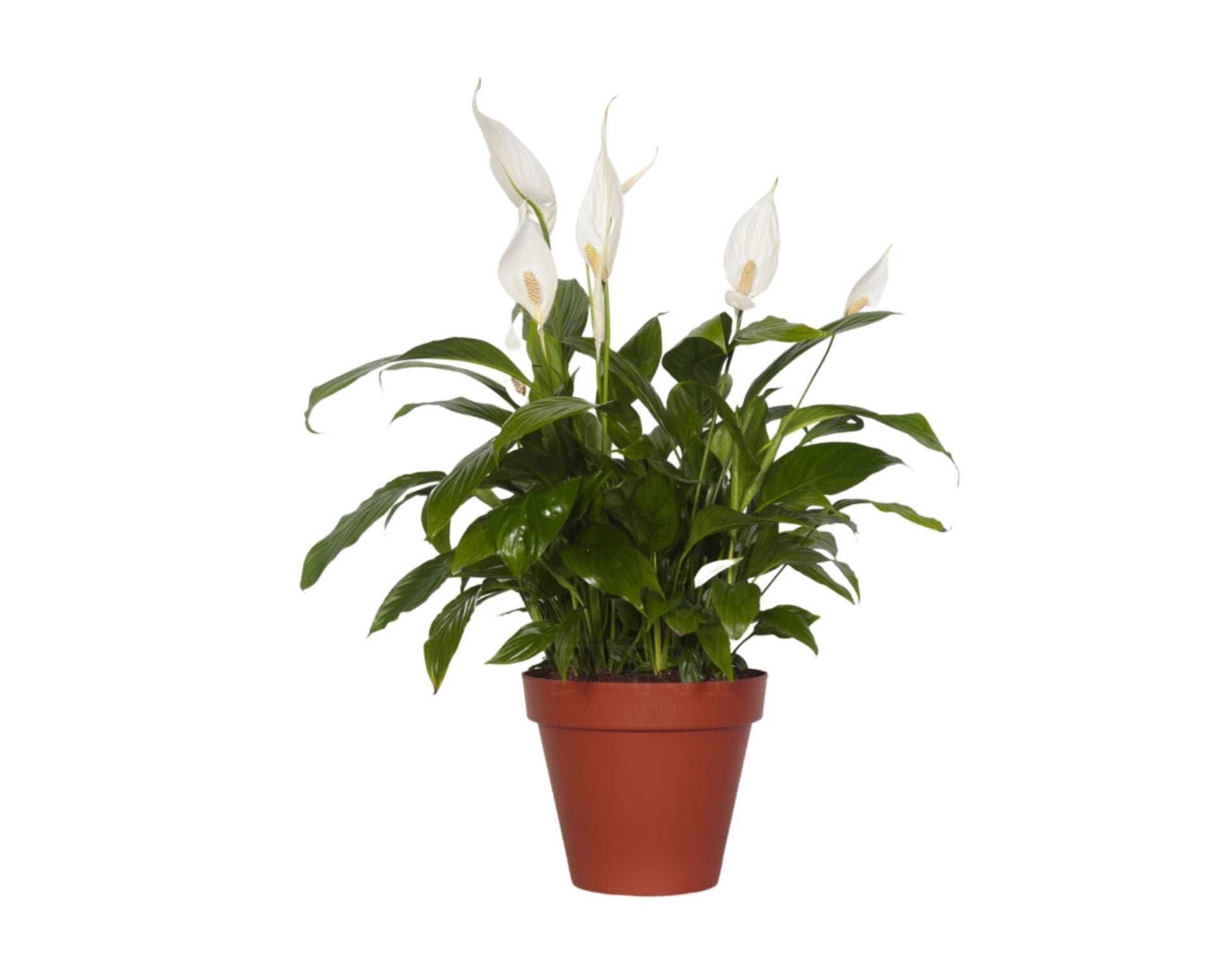 ספטיפיליום | עציץ בנפח 4 ליטר