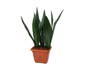 סנסיווריה ירוקה | עציץ בנפח 10 ליטר