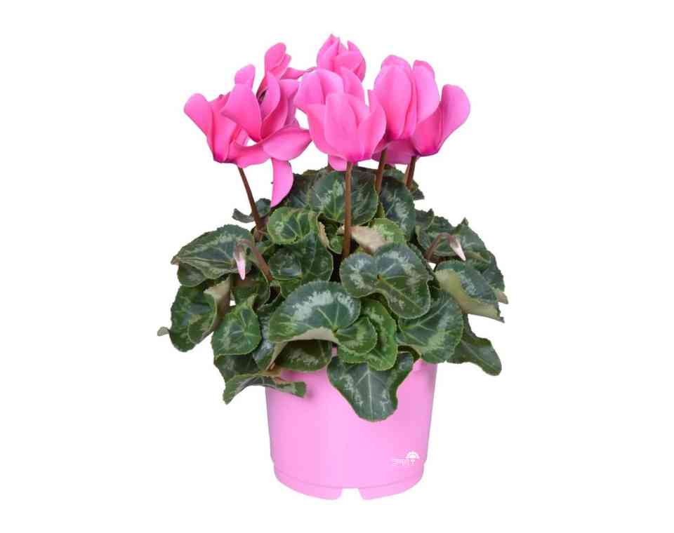 רקפת | עציץ בקוטר 12 ס״מ