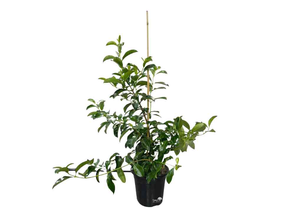 מורן מבריק | עציץ בנפח 10 ליטר