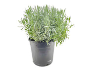 לוונדר רפואי (זקוף) | עציץ בנפח 10 ליטר