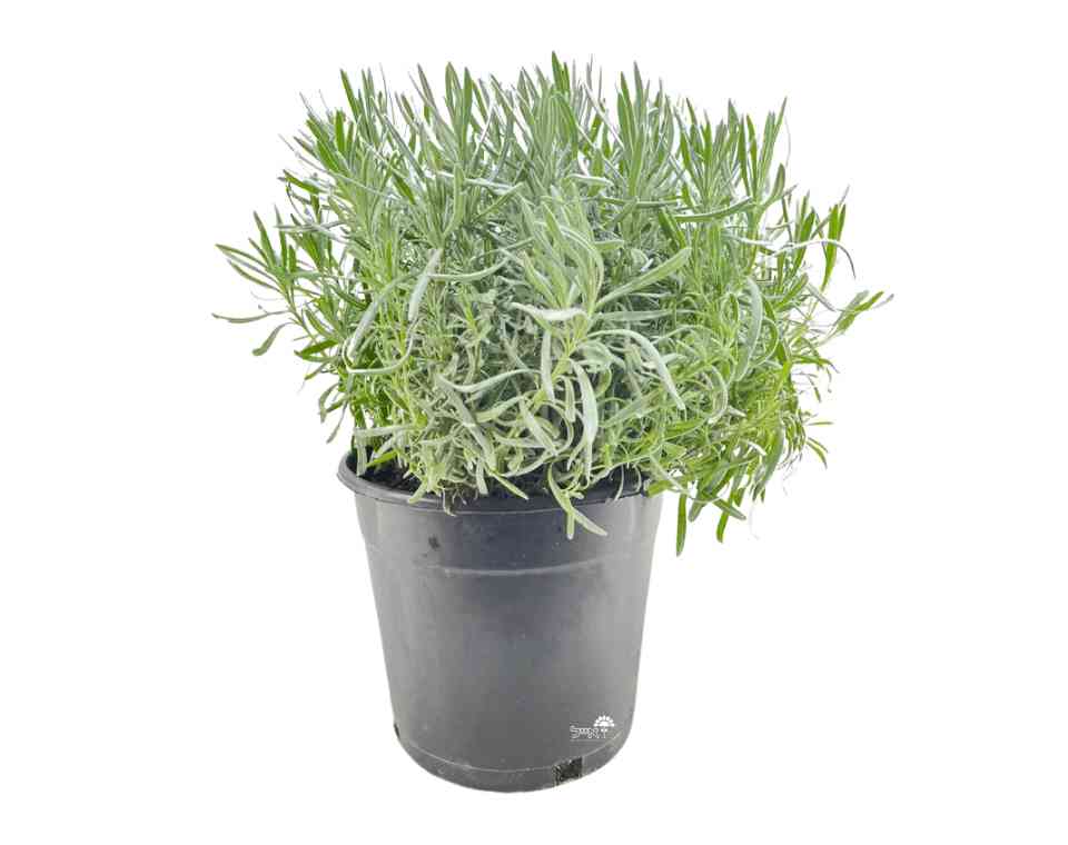 לוונדר רפואי (זקוף) | עציץ בנפח 10 ליטר