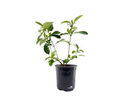 מורן מבריק | עציץ בנפח 4 ליטר