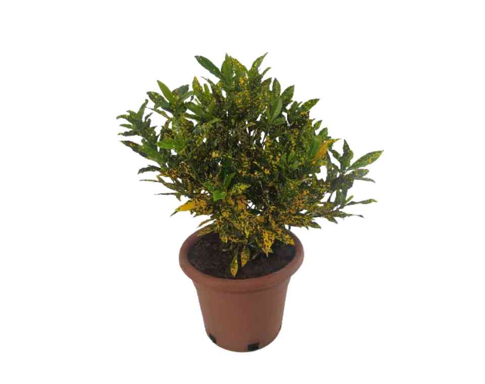 קרוטון מנוקד | עציץ בנפח 10 ליטר