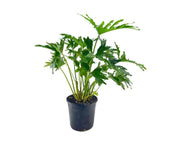 פילודנדרון ביפי | עציץ בנפח 10 ליטר