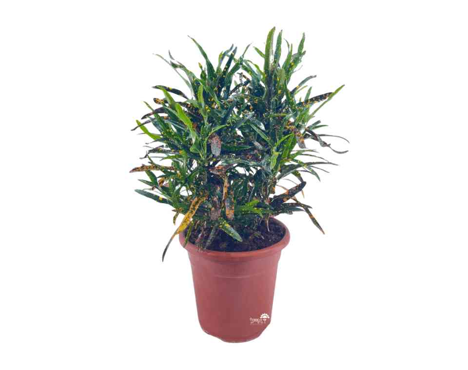 קרוטון מנוקד (צבעוני) | עציץ בנפח 10 ליטר